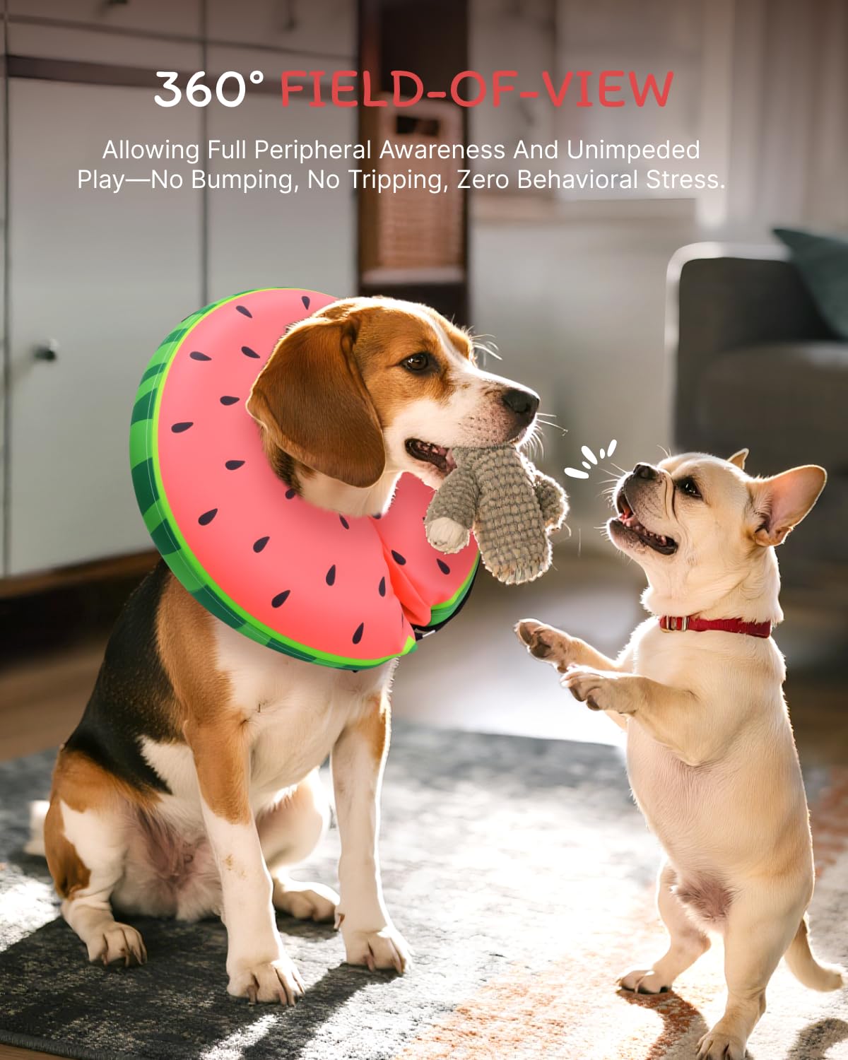 Pet eats and drinks easily with the MIDOG donut cone on