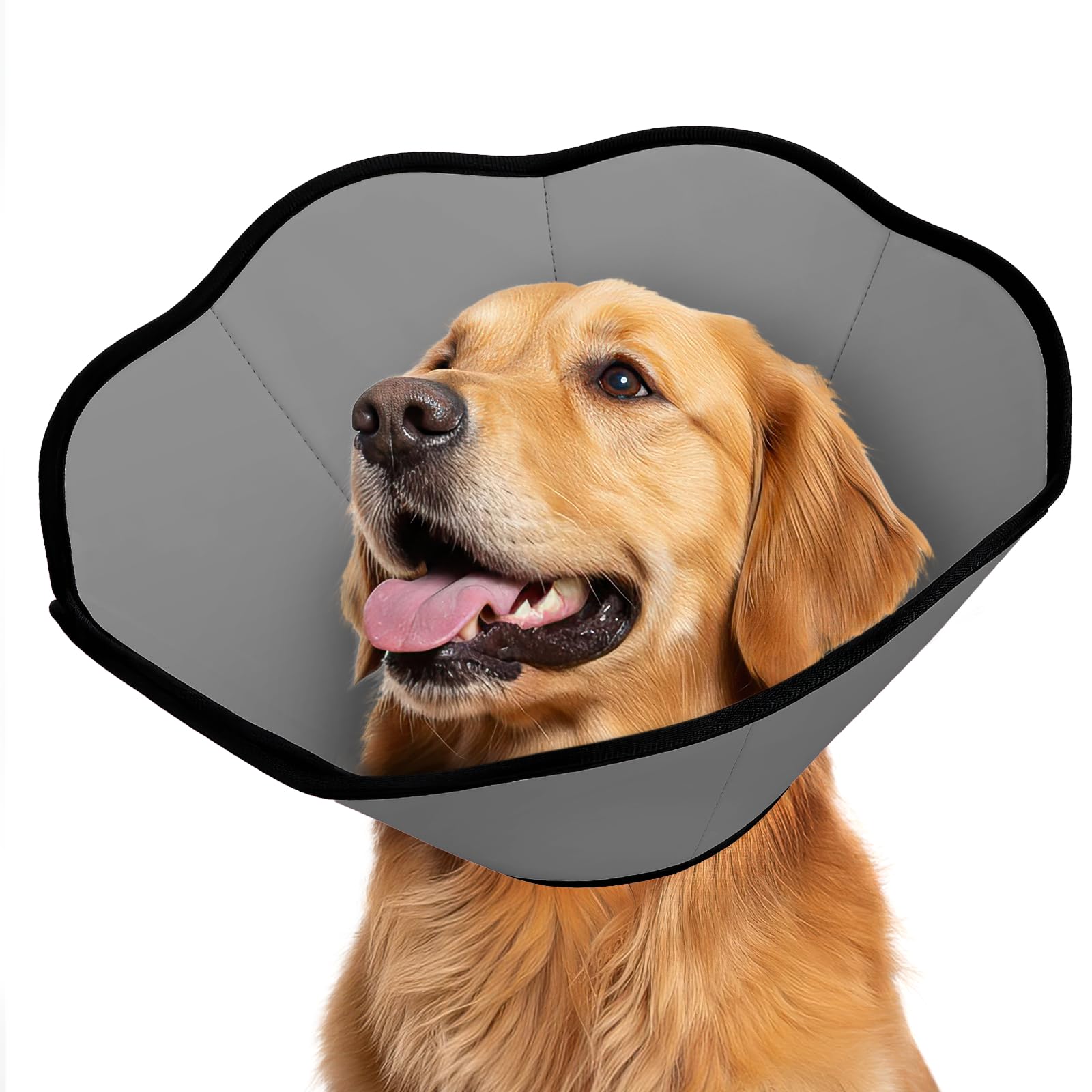MIDOG soft-recovery-cone on dog for safe wound protection during daily activities.