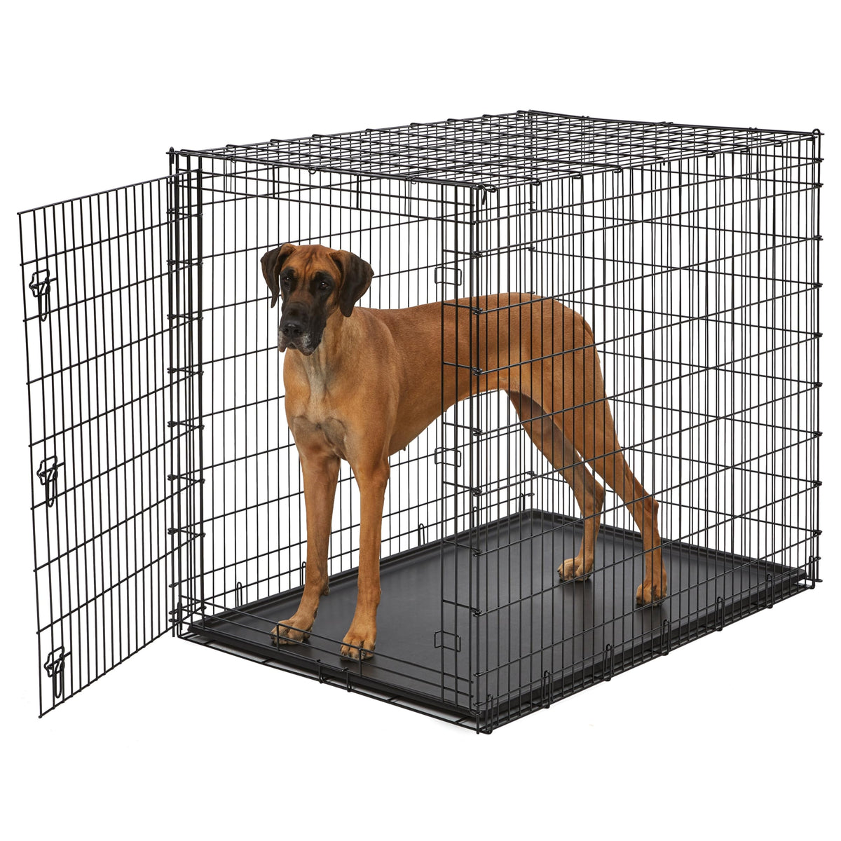 MidWest Homes for Pets 54-inch drop-pin crate provides ample space for giant breeds.