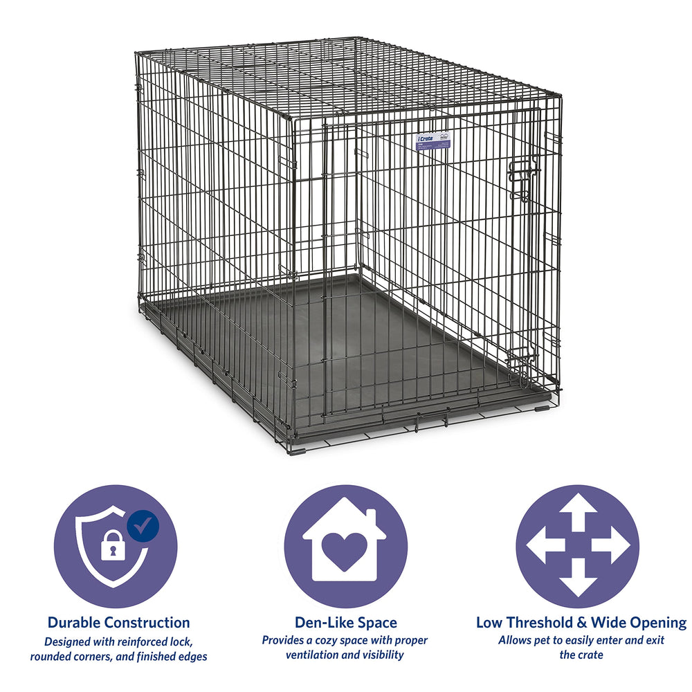 MidWest iCrate 48-inch dog entering the crate for easy setup and training.