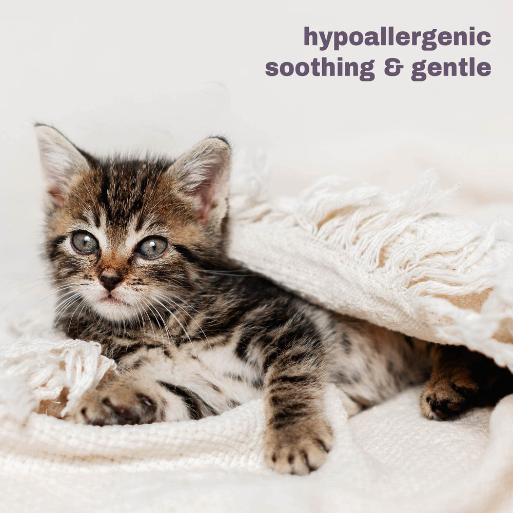 Mighty Meow all-cat use image shows safe, gentler cleansing for kittens and cats.