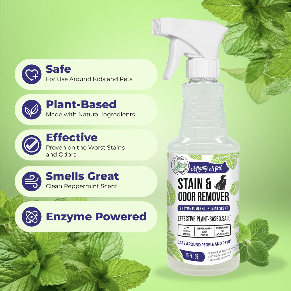 Mighty Mint cleans carpets and furniture to refresh spaces