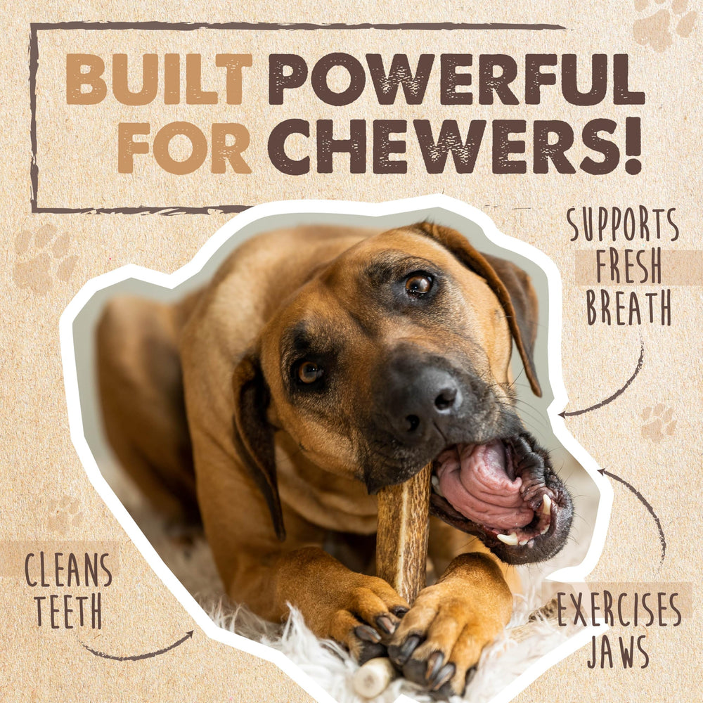 Mighty Paw durable antler keeps dogs engaged during play.