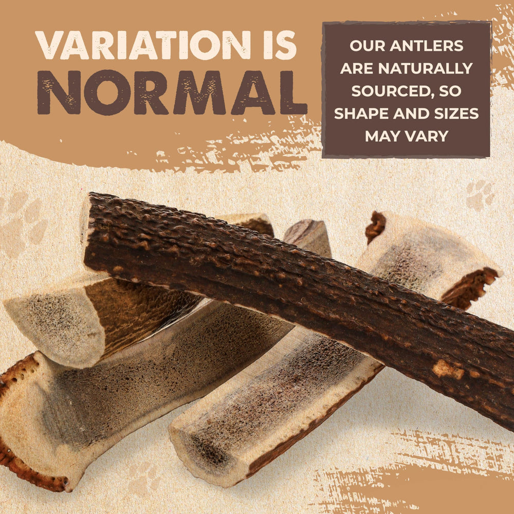 Mighty Paw elk antler provides a raw-hide alternative for dogs.