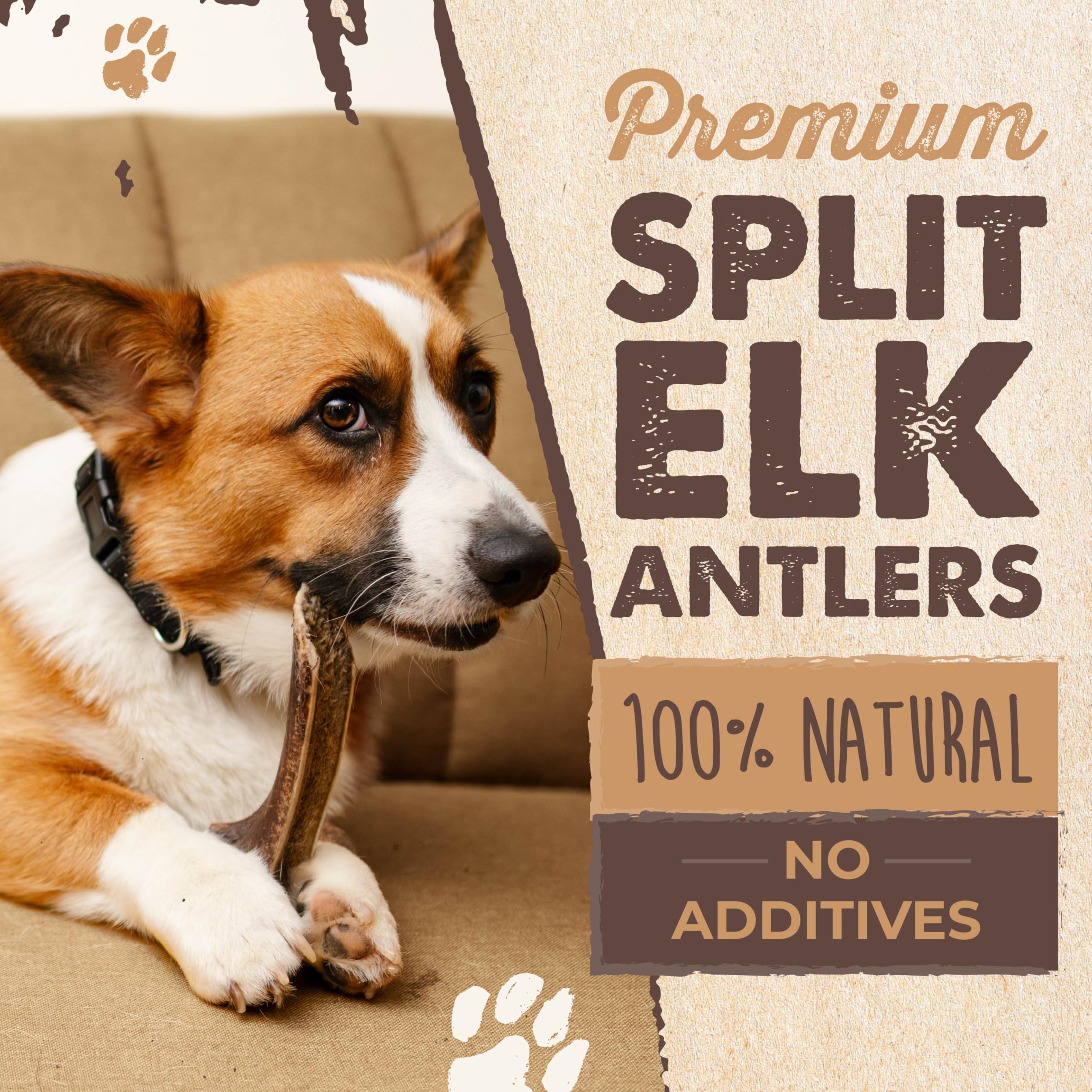 Mighty Paw large elk antler, seven inches, ideal for big dogs.