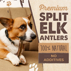 Mighty Paw large elk antler, seven inches, ideal for big dogs.