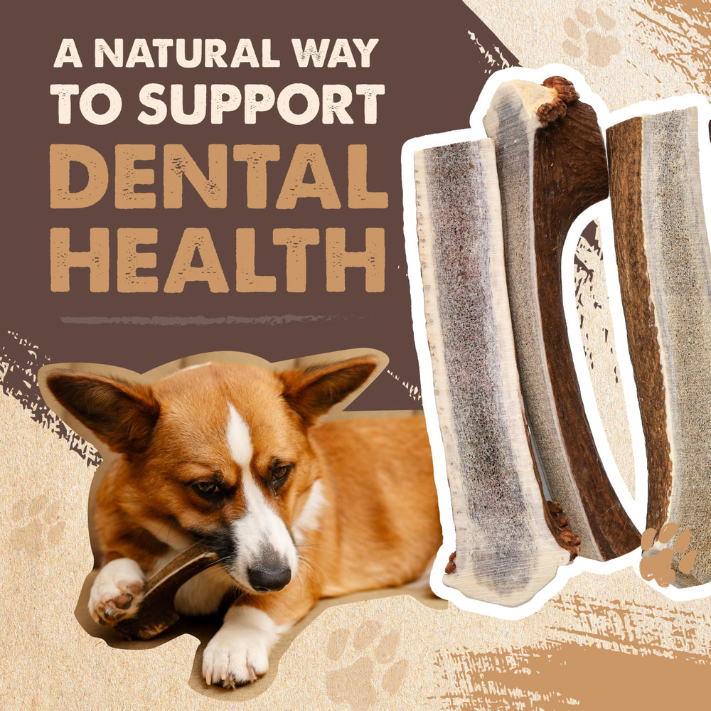 Mighty Paw long-lasting chew helps keep aggressive chewers occupied.