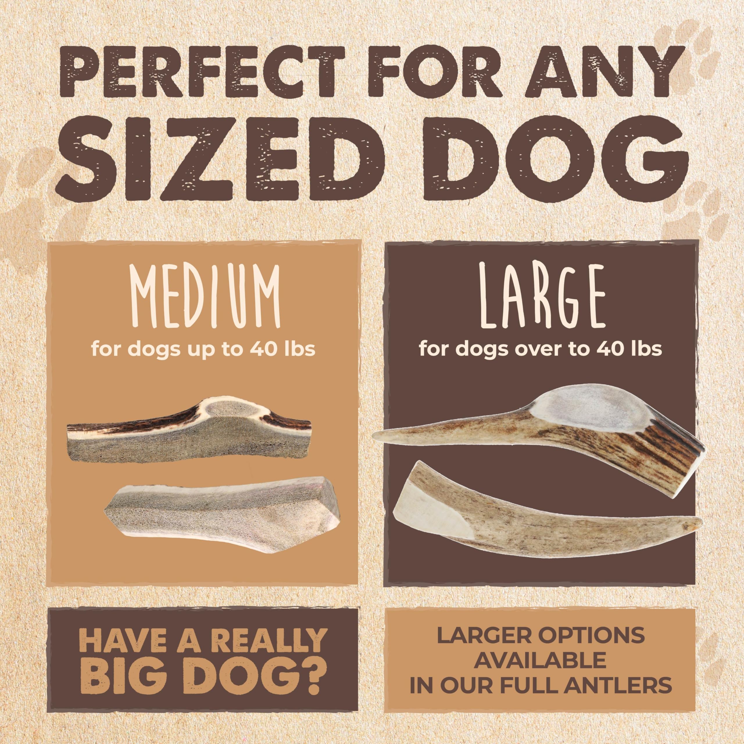 Mighty Paw naturally shed antler, free from added chemicals.