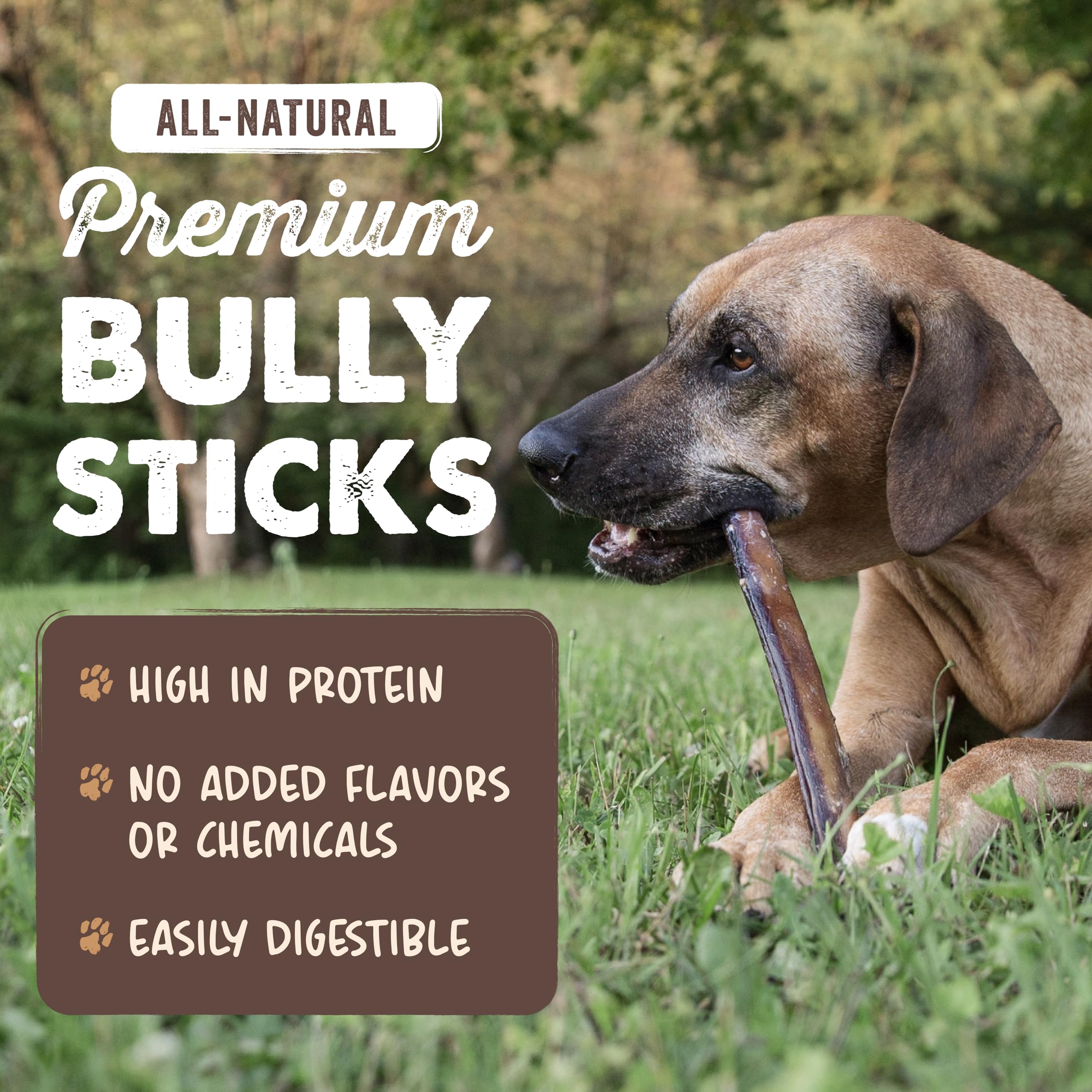 Mighty Paw Naturals dog chew session demonstrating engaging distraction during playtime