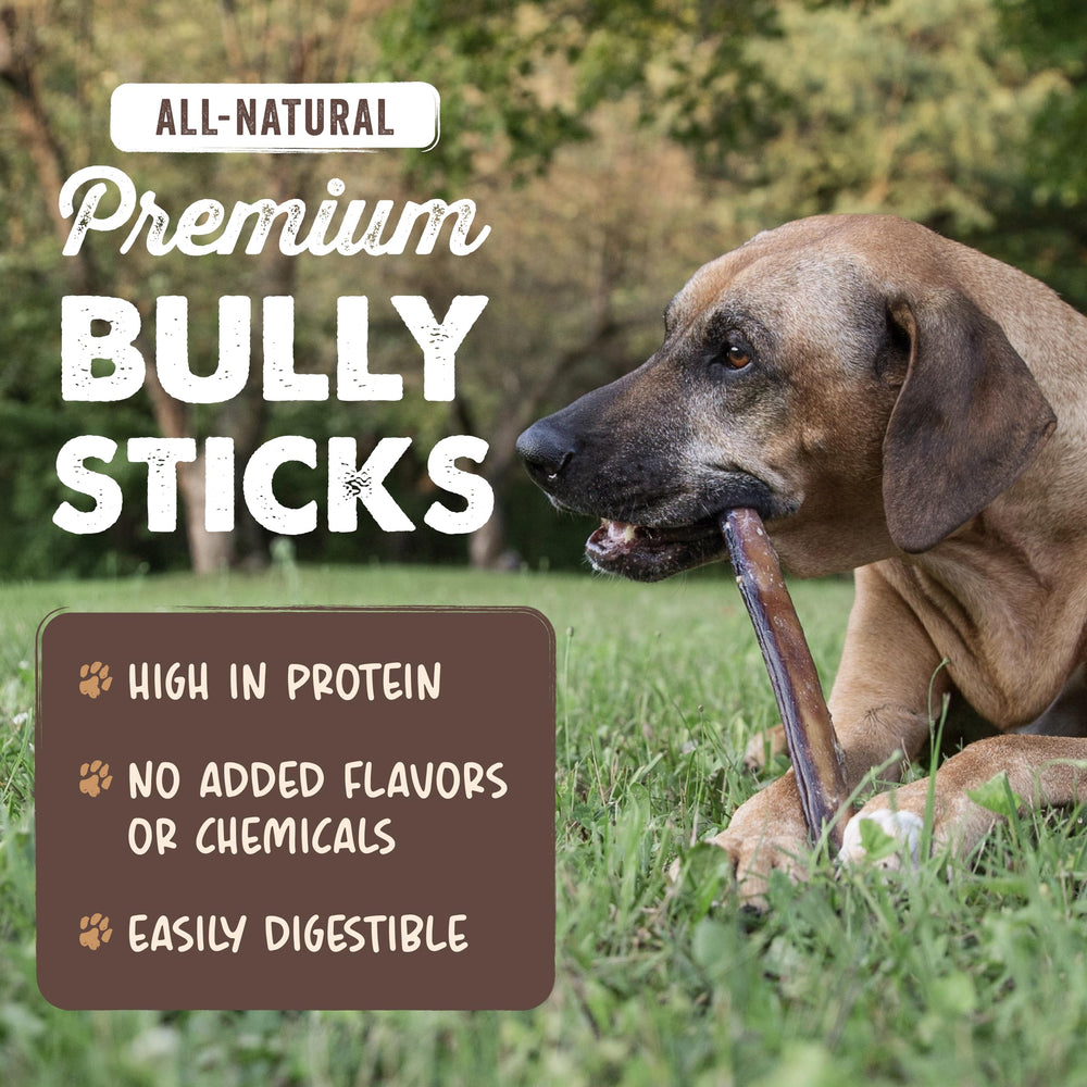 Mighty Paw Naturals dog chew session demonstrating engaging distraction during playtime