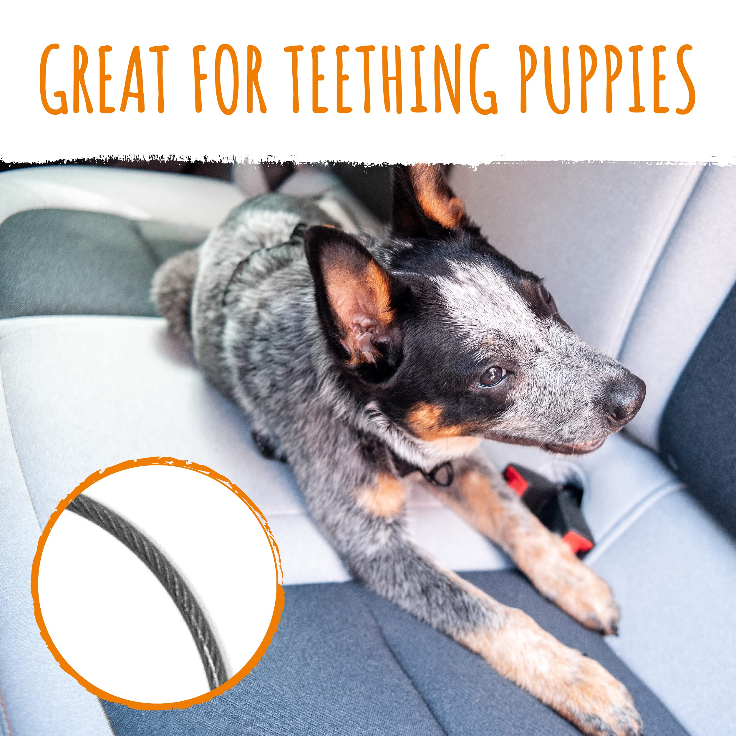 Mighty Paw seat belt latch-bar attachment secures the dog to the car frame.