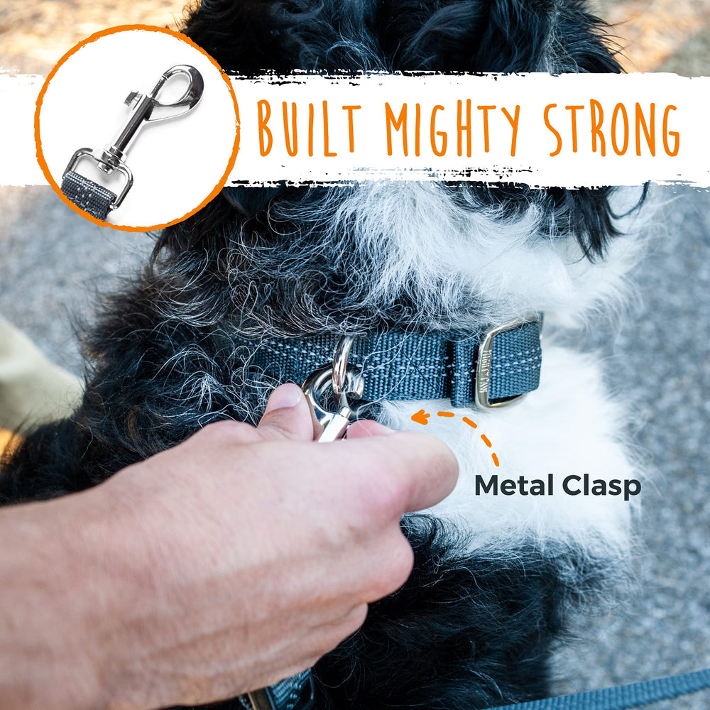 Mighty Paw two-dog walk attachment helps manage two pets safely.