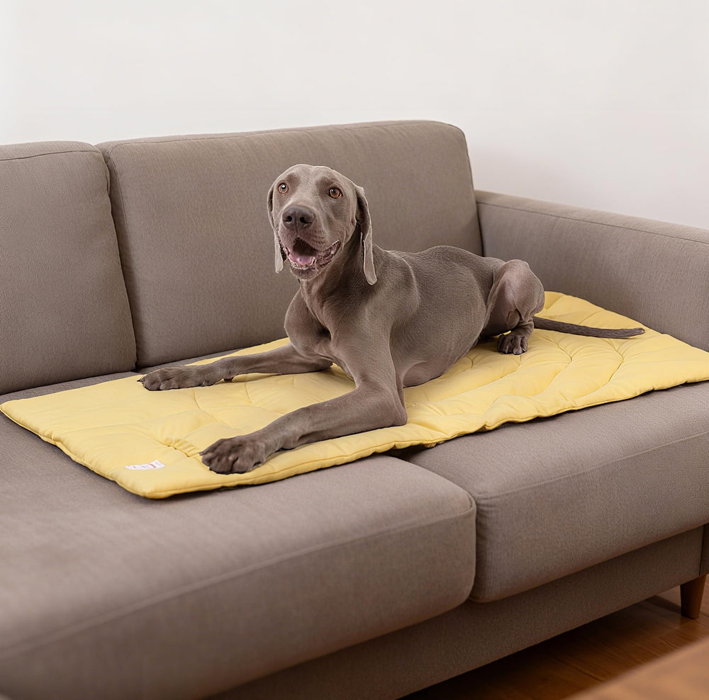 MikooMikoo Waterproof Outdoor Mat keeps paws dry outdoors.