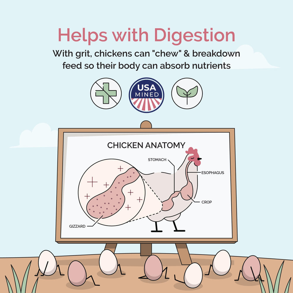 Mile Four grit near feed bowl illustrating digestion support benefits.