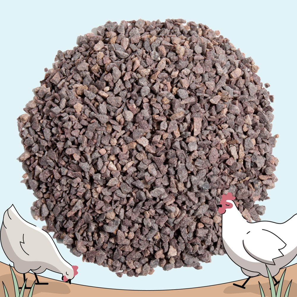 Mile Four grit being offered in a feeding bowl to layers.