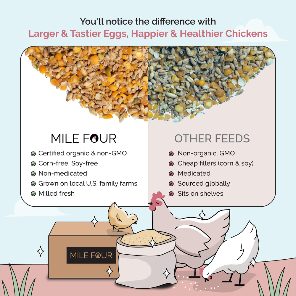 Mile Four chickens display bright plumage and healthy energy