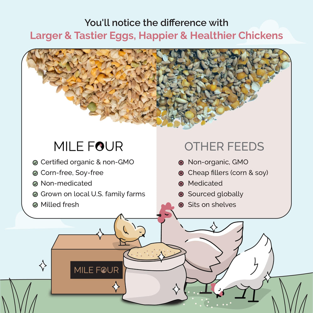 Healthy, active chickens enjoying Mile Four feed with 18 protein content.