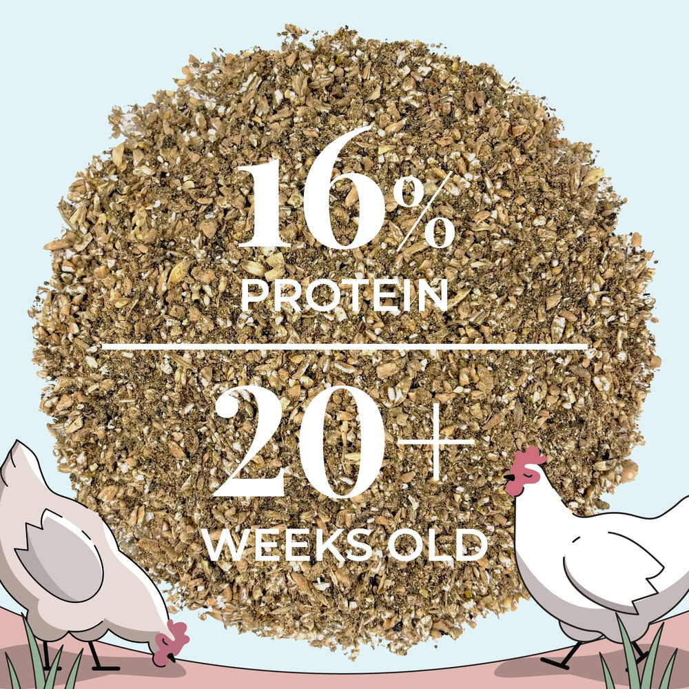 Organic eggs laid by hens fed Mile Four feed.