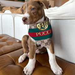 Millionaire Mutt Pucci parody fashion bandana, playful vibe for trendsetting dogs.
