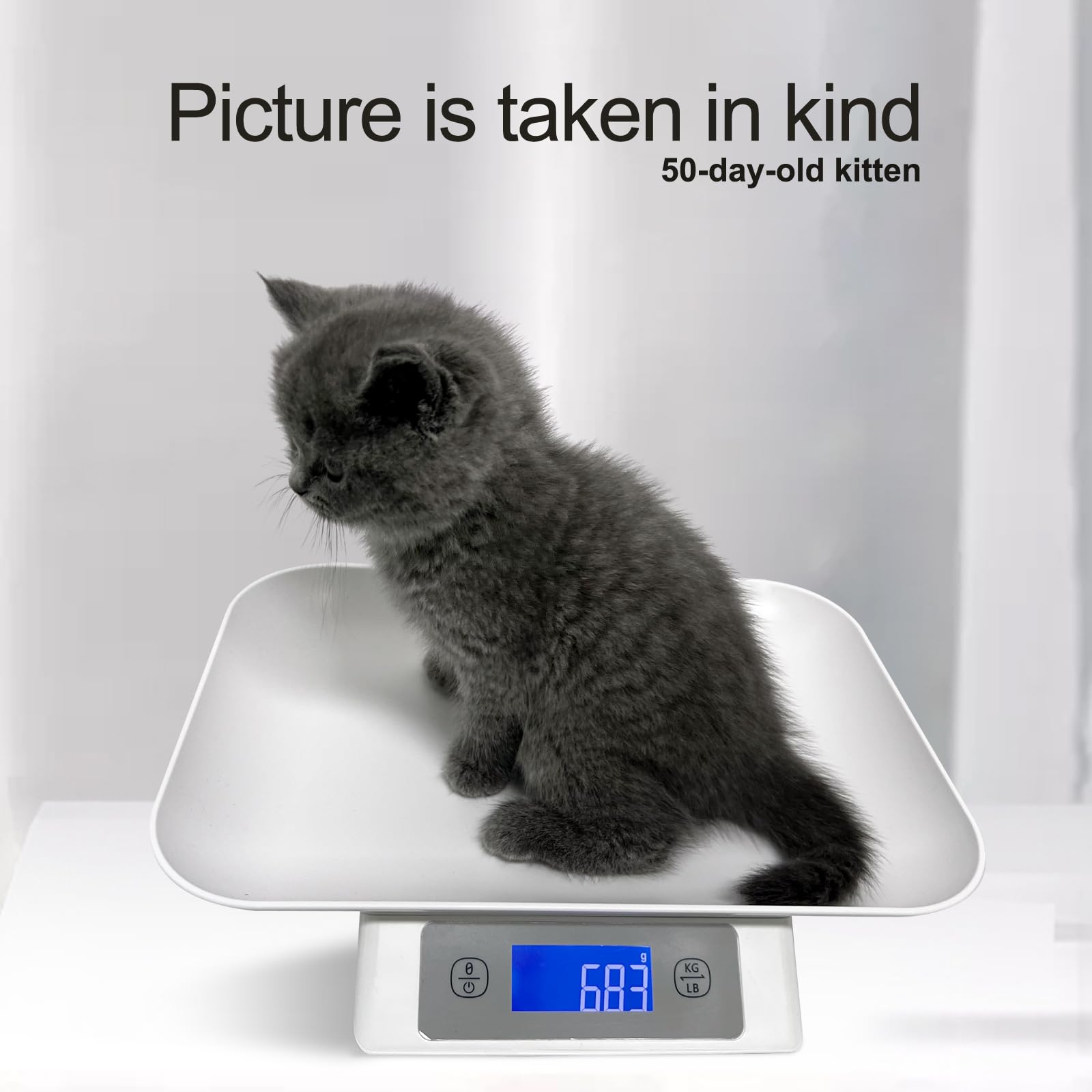 Two AAA batteries powering the MINDPET-MED digital pet scale for portable use