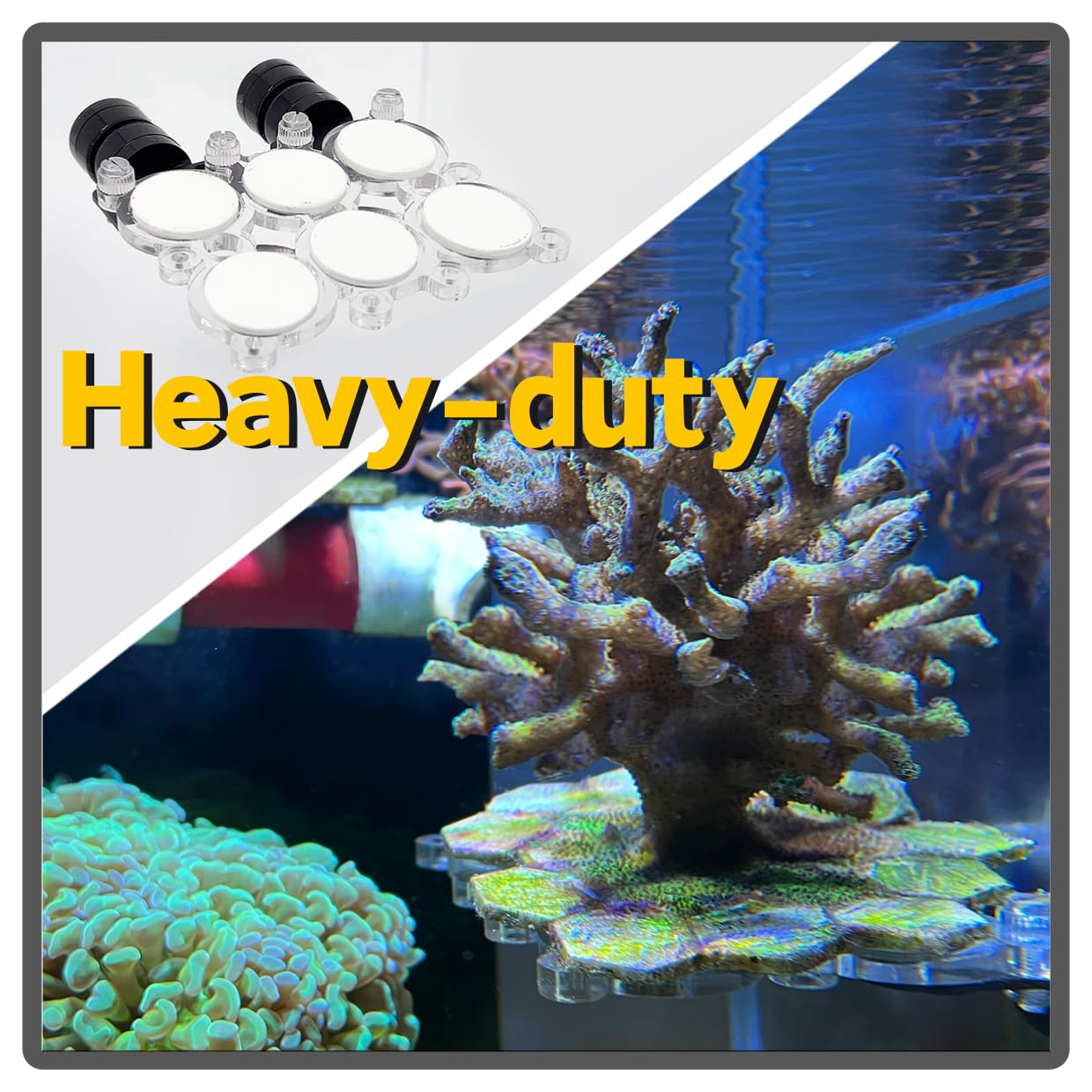 Miofis Coral Frag Rack fits glass up to 0.6 inches for stable placement.