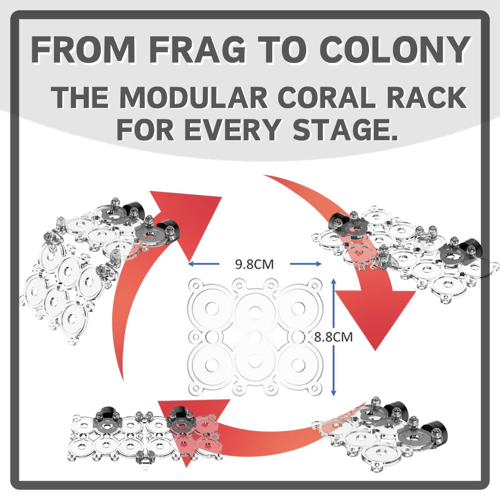 Miofis Coral Frag Rack showcases a clean view of corals within the aquascape.