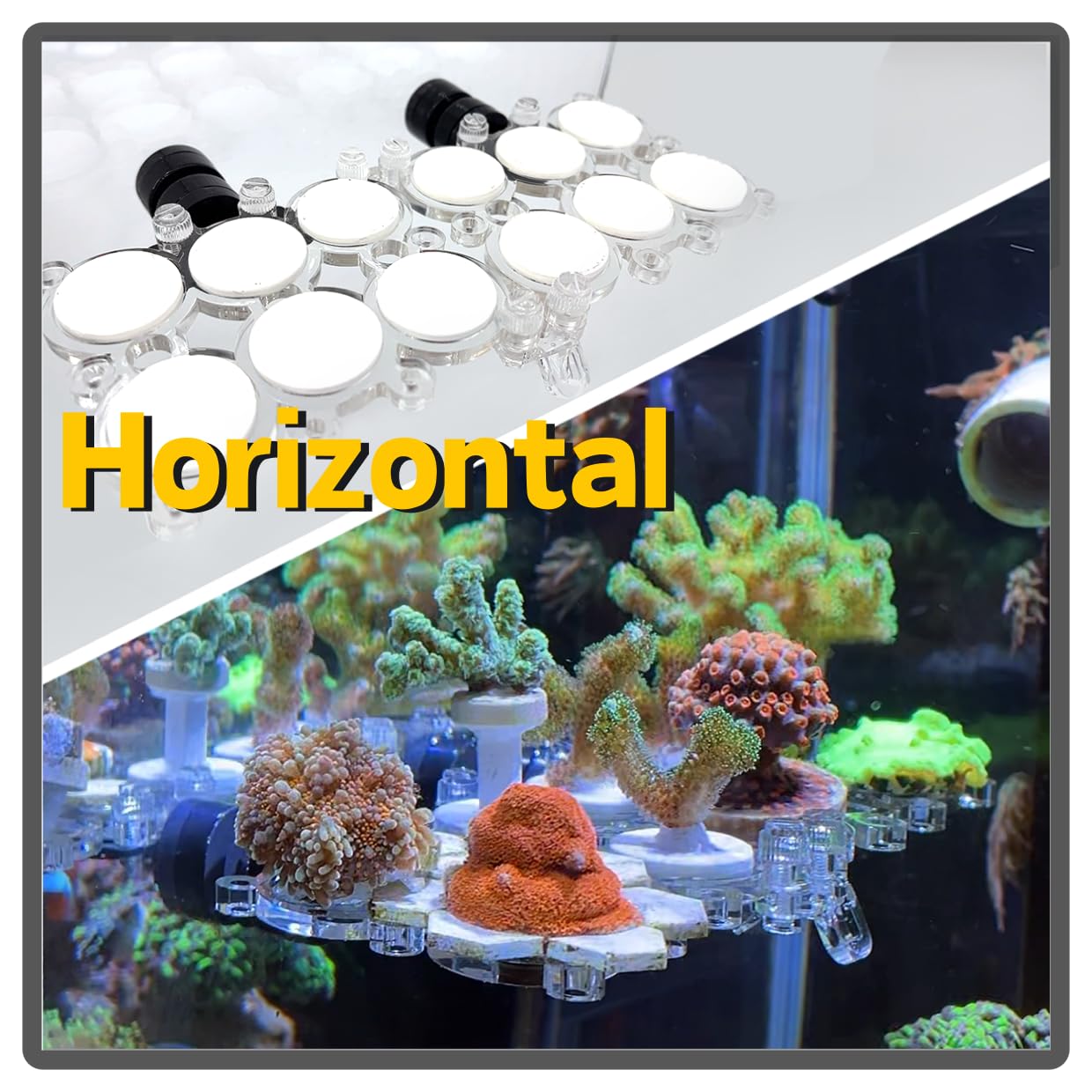 Miofis Invisible Hold keeps corals visible with an ultra-clear underwater profile.