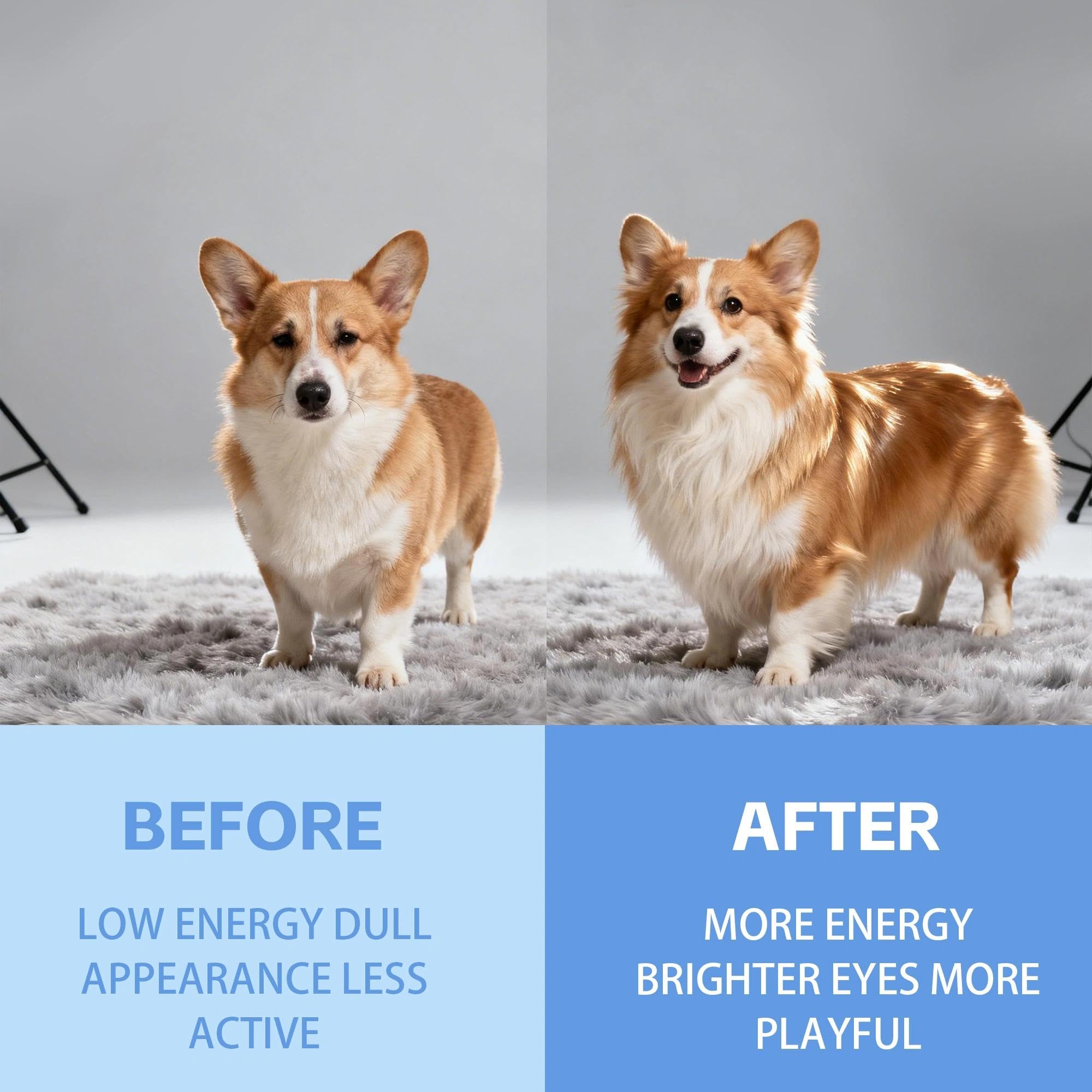Mitrophics Doggy Supps Taurine energy-activity image emphasizes daily stamina.