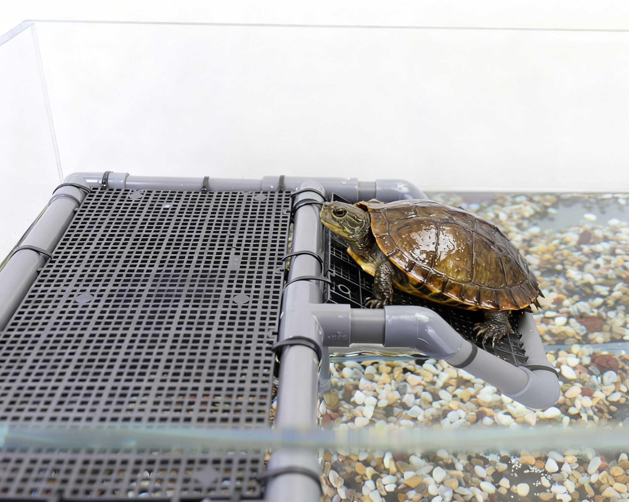 MLONDHSU basking platform side stability demonstrates strong suction for wobble-free use.