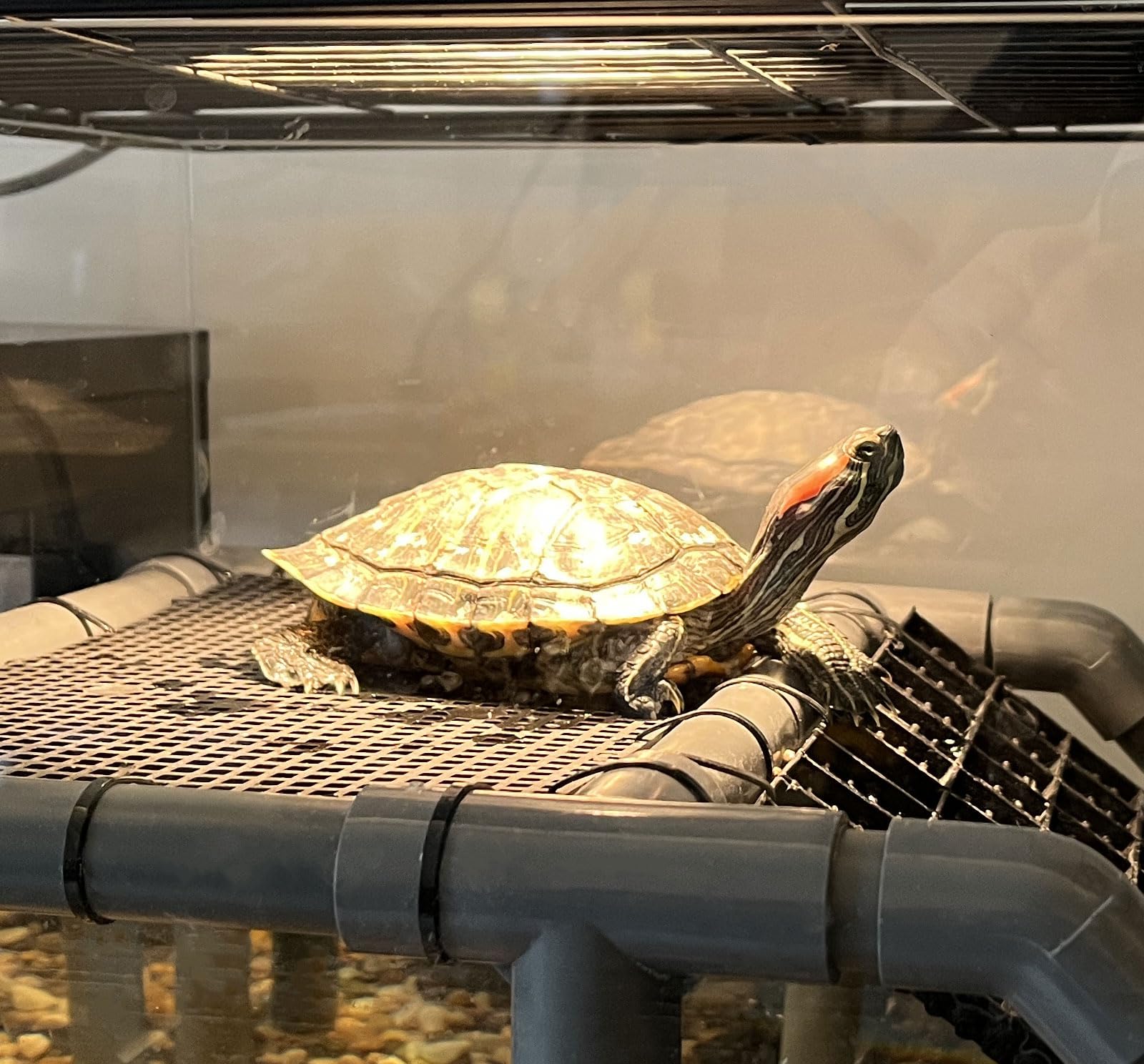 MLONDHSU easy-clean turtle dock ready for quick rinse and wipe.