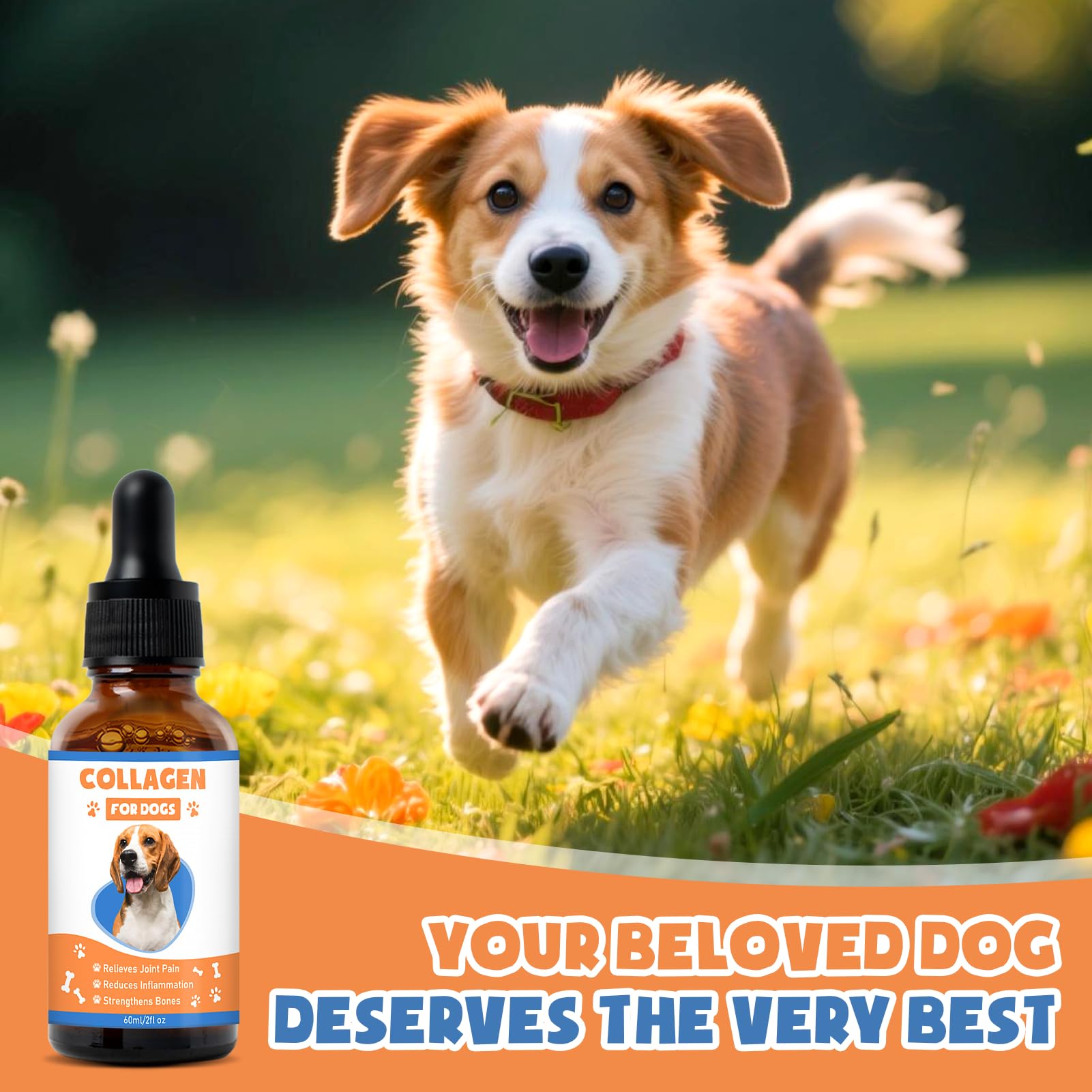 MNQAXZ collagen for dogs relaxed dog scene implying improved mobility and happiness.