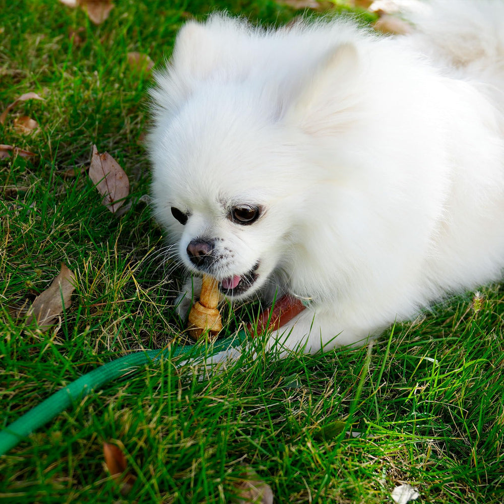 Beefhide MON2SUN chew demonstrates sturdy chew durability