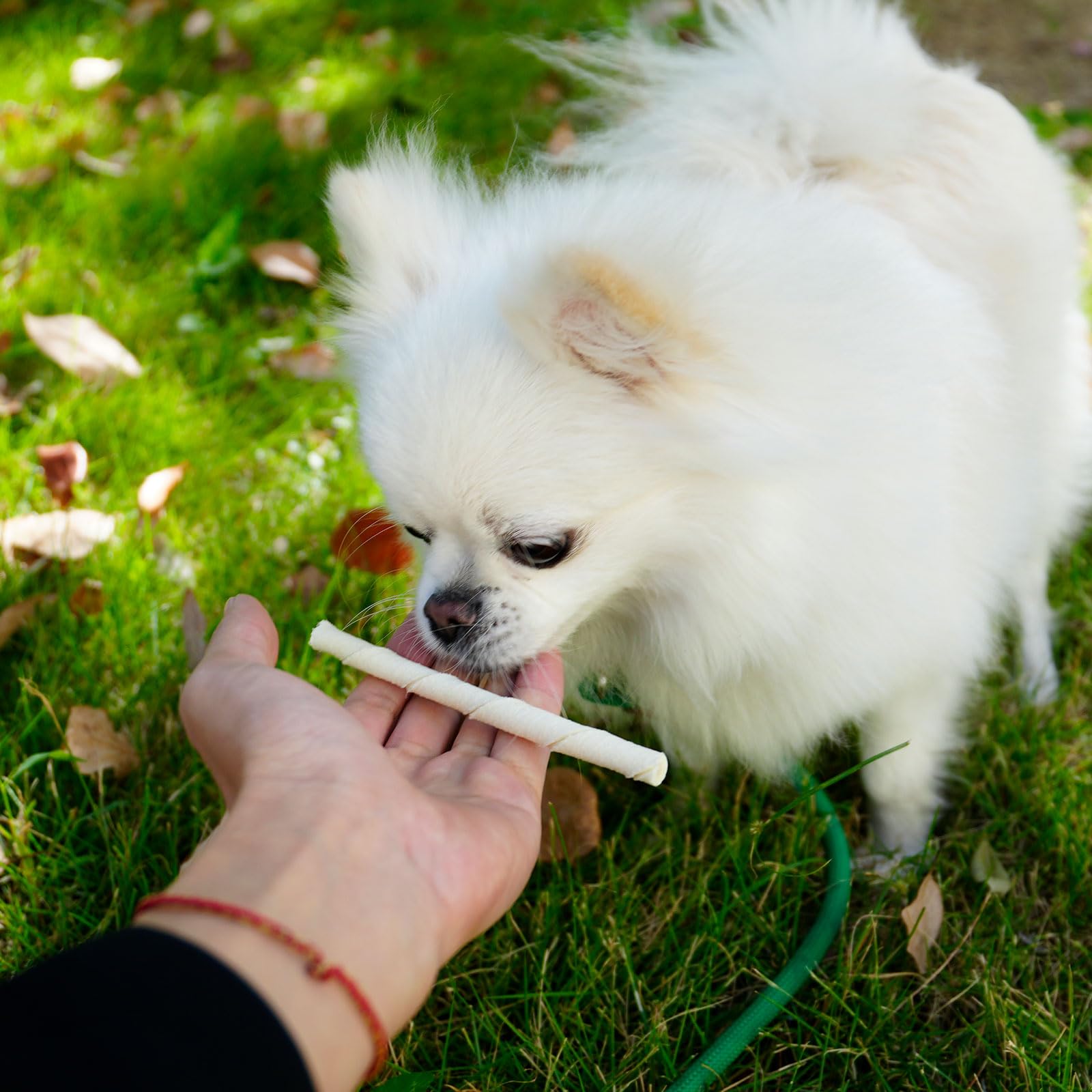 MON2SUN dog chew session 5in demonstrates satisfying long chew