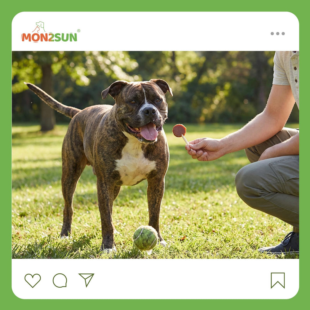 MON2SUN Lollipop Treats designed for training moments and daily bonding with dogs.