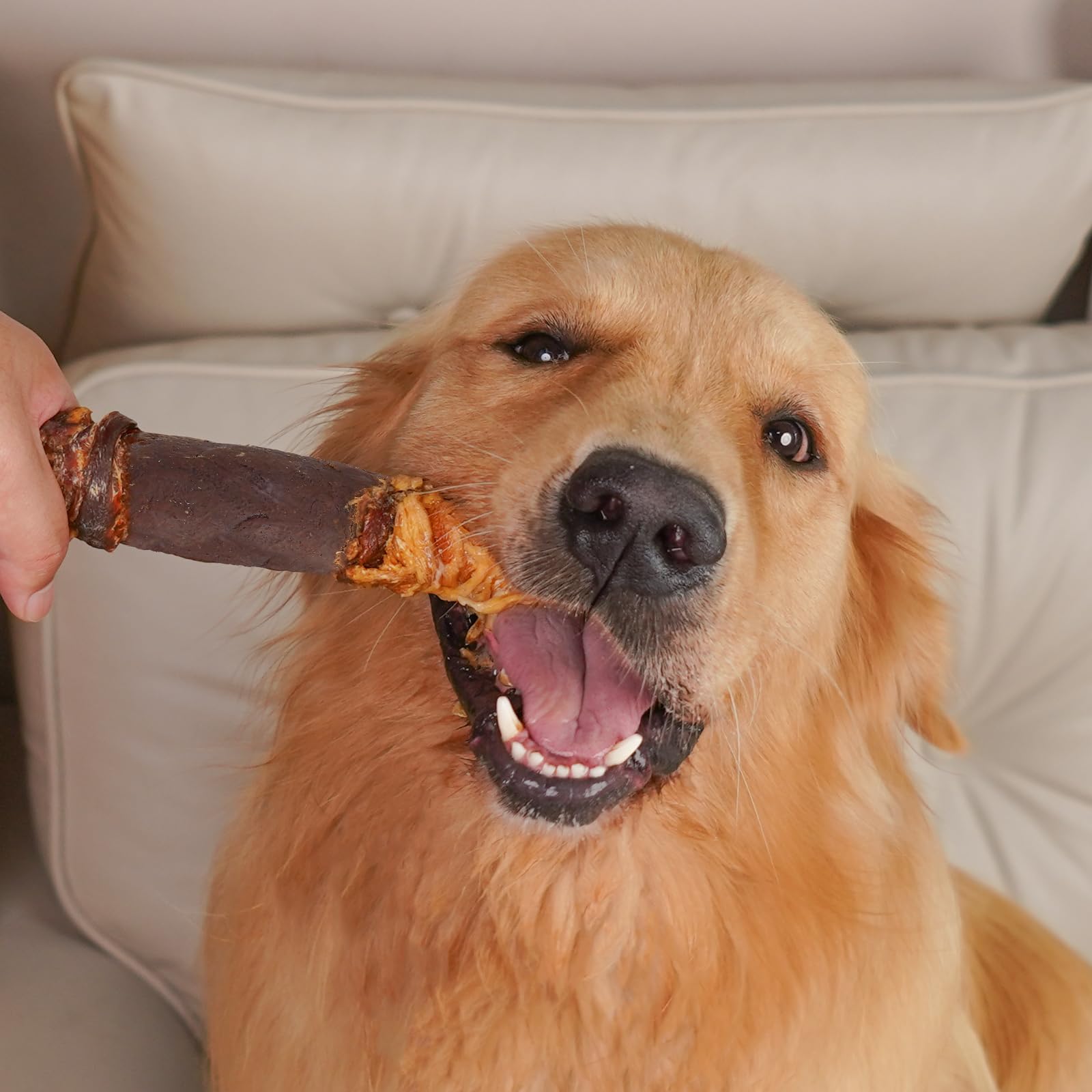 MON2SUN chew-use context dog enjoying a treat during playtime
