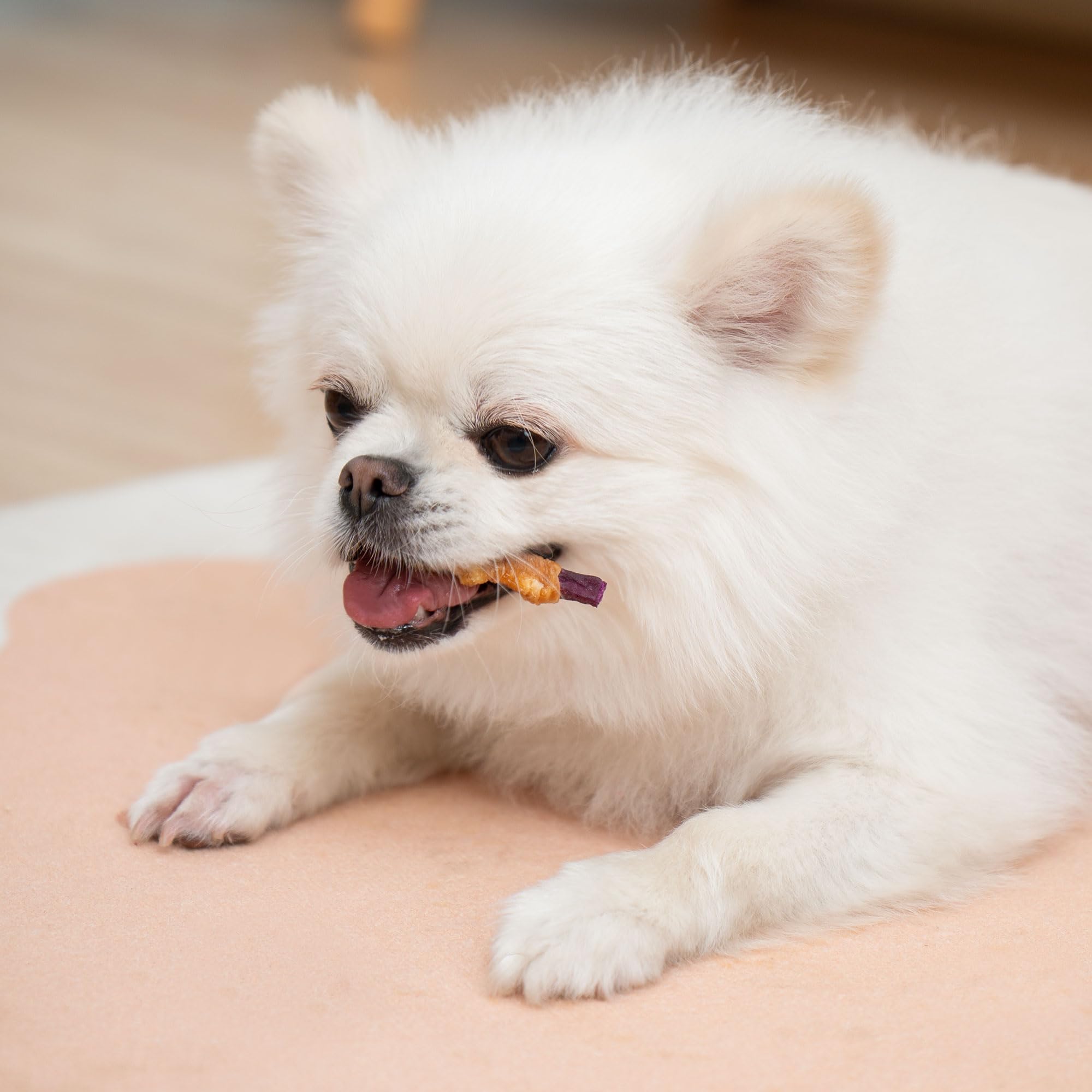 MON2SUN rawhide-free dog treats, training rewards that attract attention.