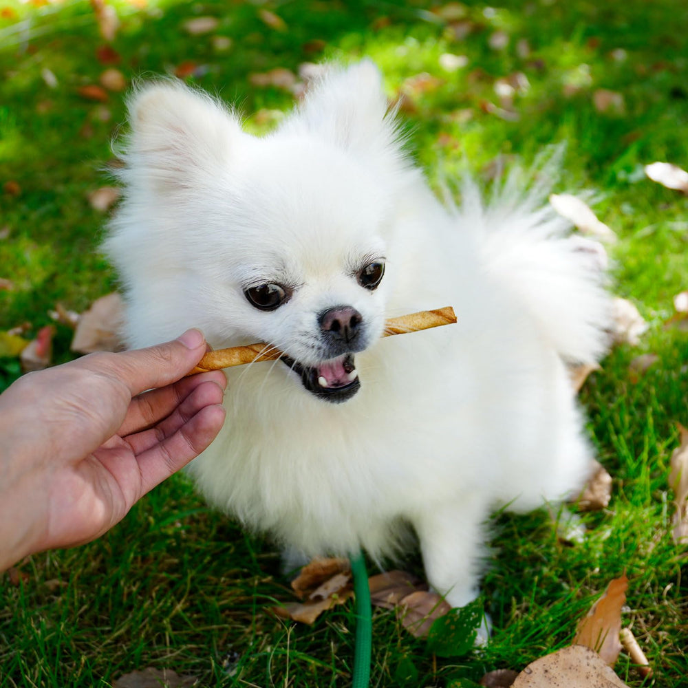 MON2SUN strong-jaw chew keeps dogs engaged during playtime.