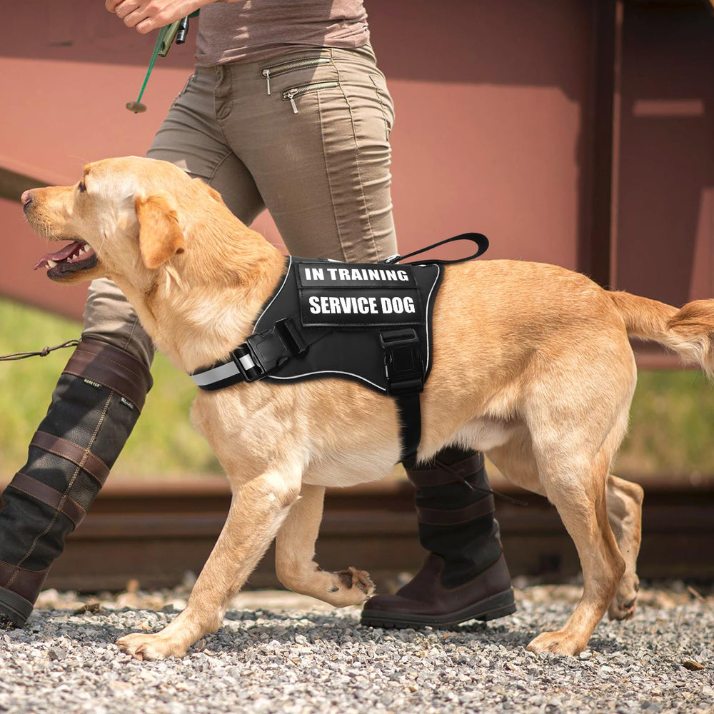 MOOGROU easy-on, easy-off buckle design allows quick harnessing.