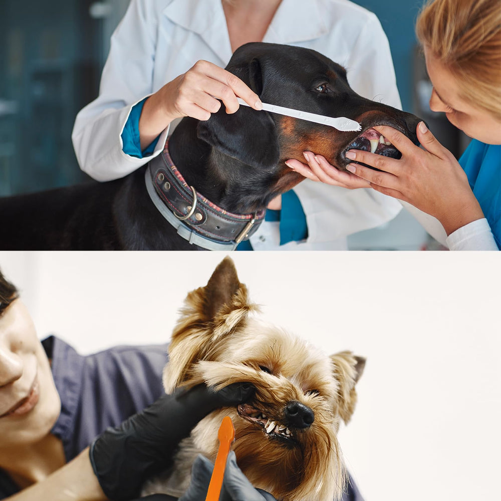 MoonyMars safe PP material ensures durable, pet-friendly use.