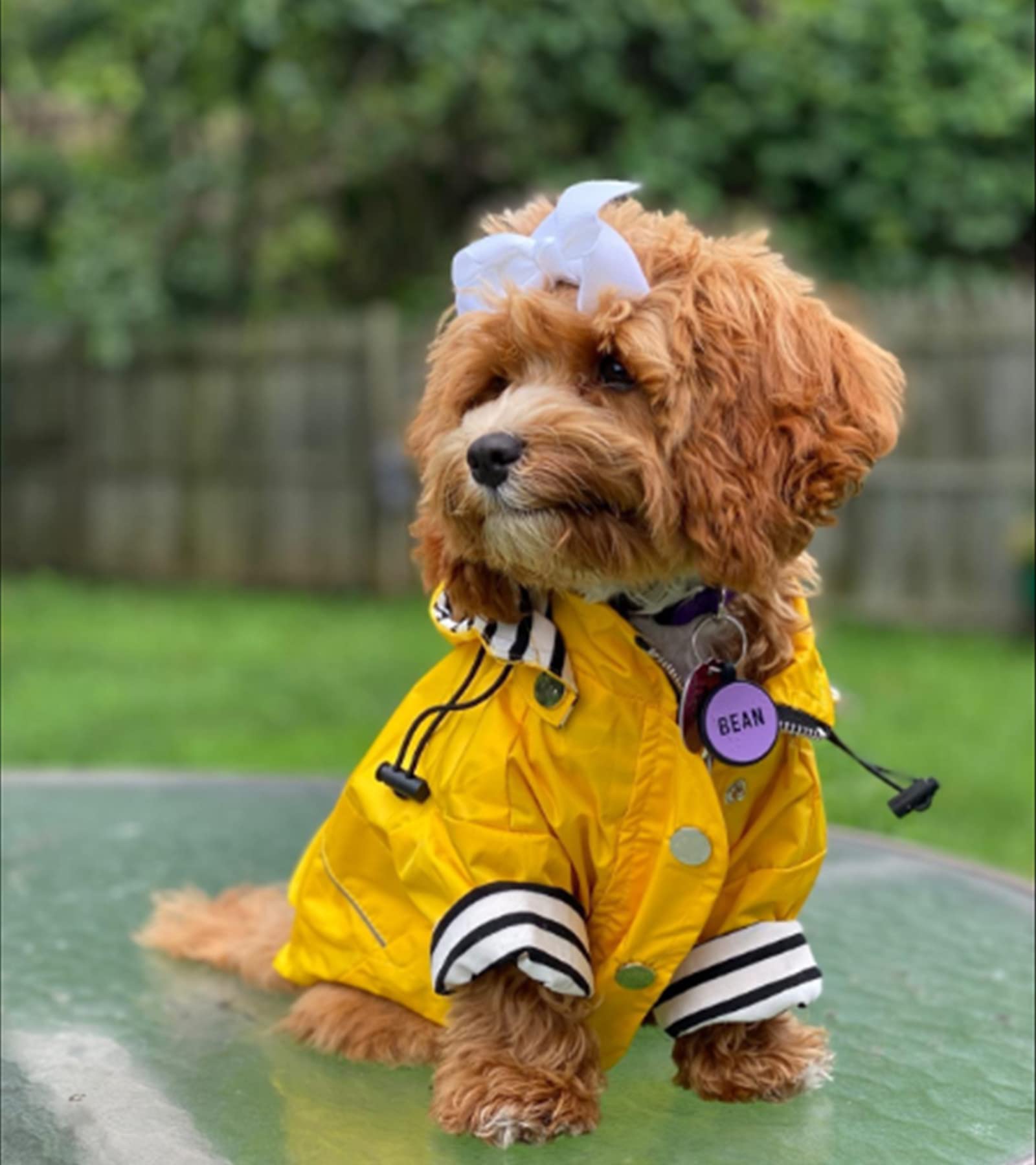 Morezi dog raincoat removable hood detail for adaptable coverage.