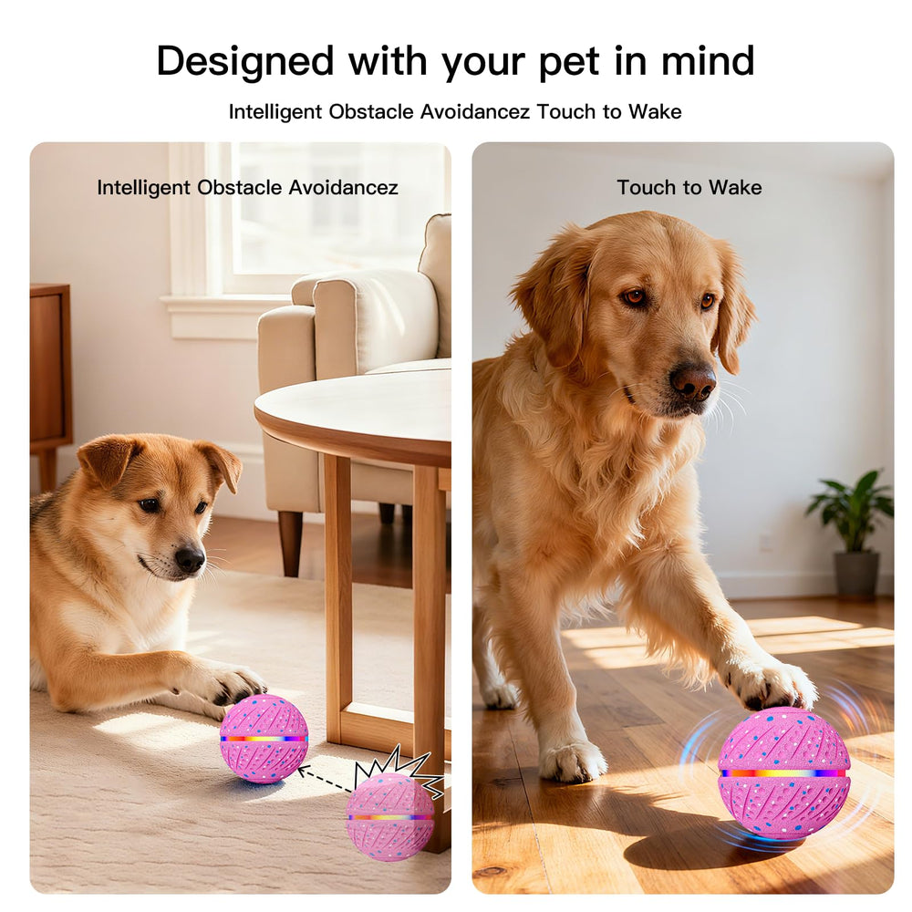 morhandisn RGB lights catch a dog's eye during evening play