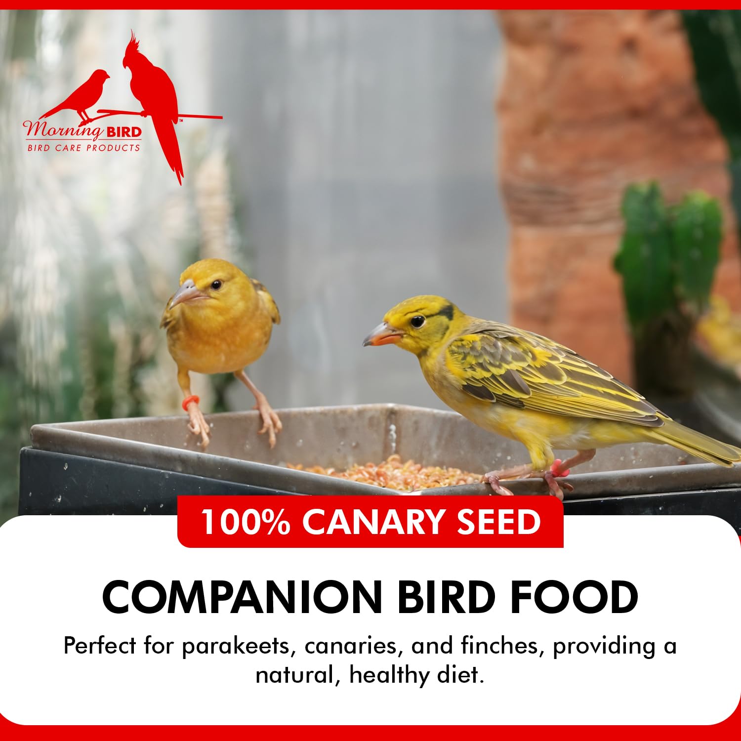 Morning Bird Canary Seed kitchen scene highlights convenient daily nutrition on the shelf