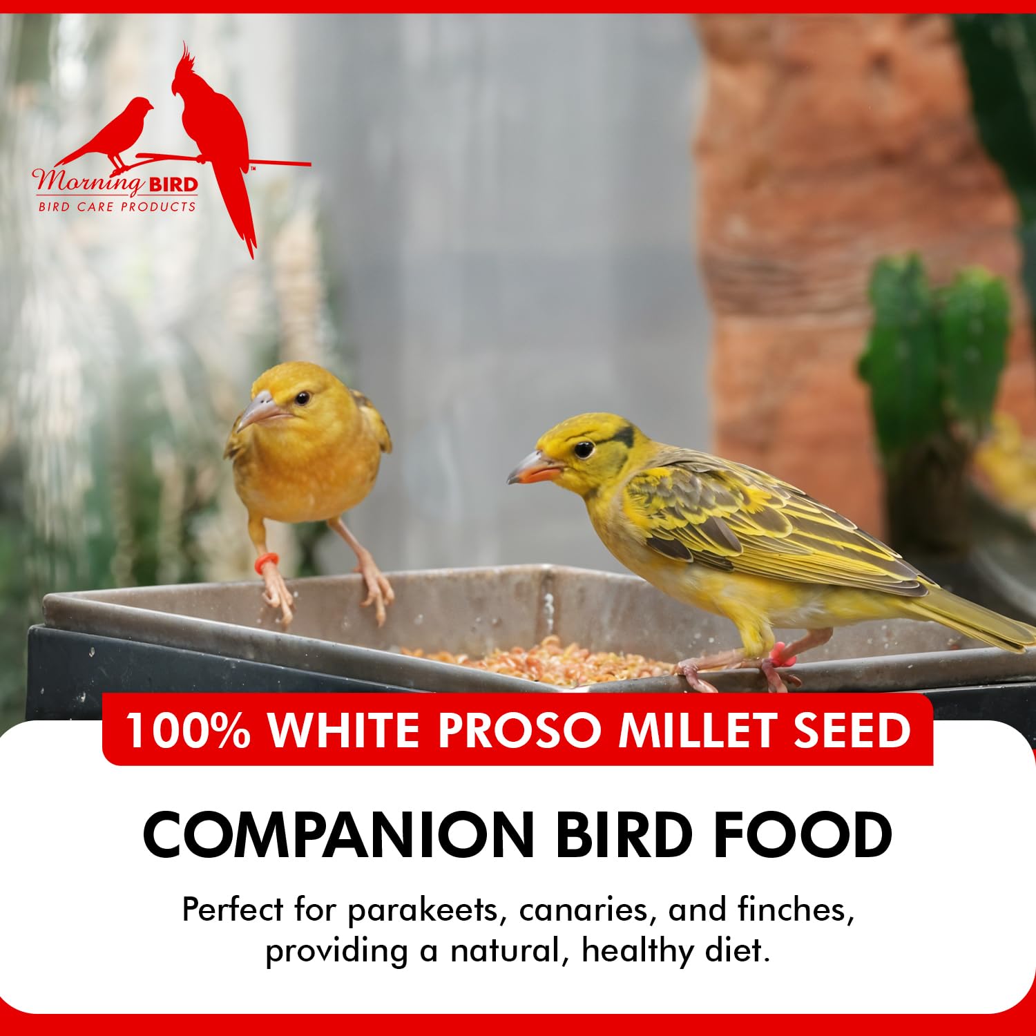 Morning Bird finches feeding millet during a calm session