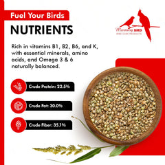 Morning Bird hemp seeds raw seeds close-up highlights protein content