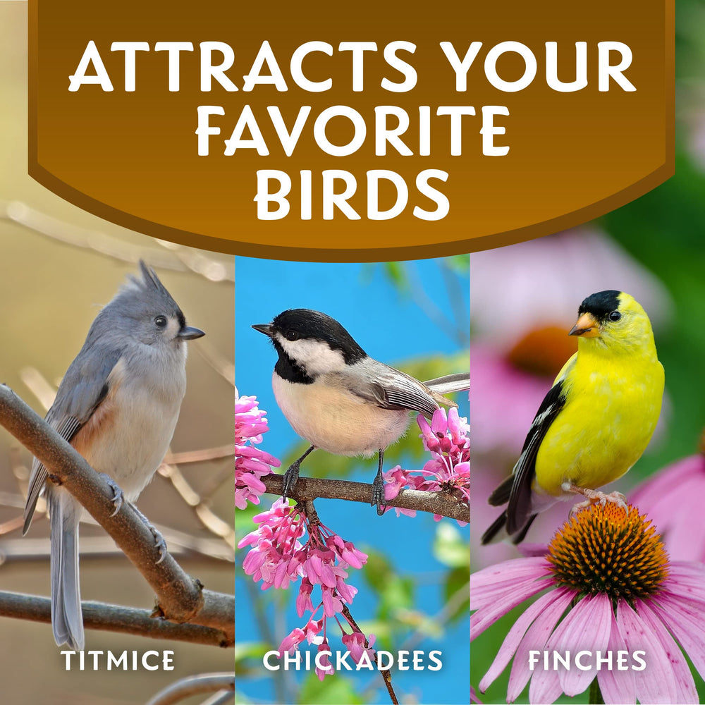Birds flock to a feeder with Morning Song sunflower hearts.
