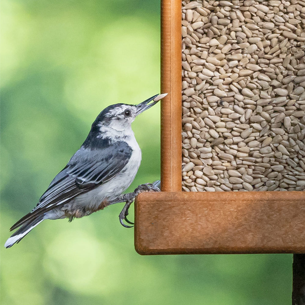 Morning Song seed bag in a garden setting.