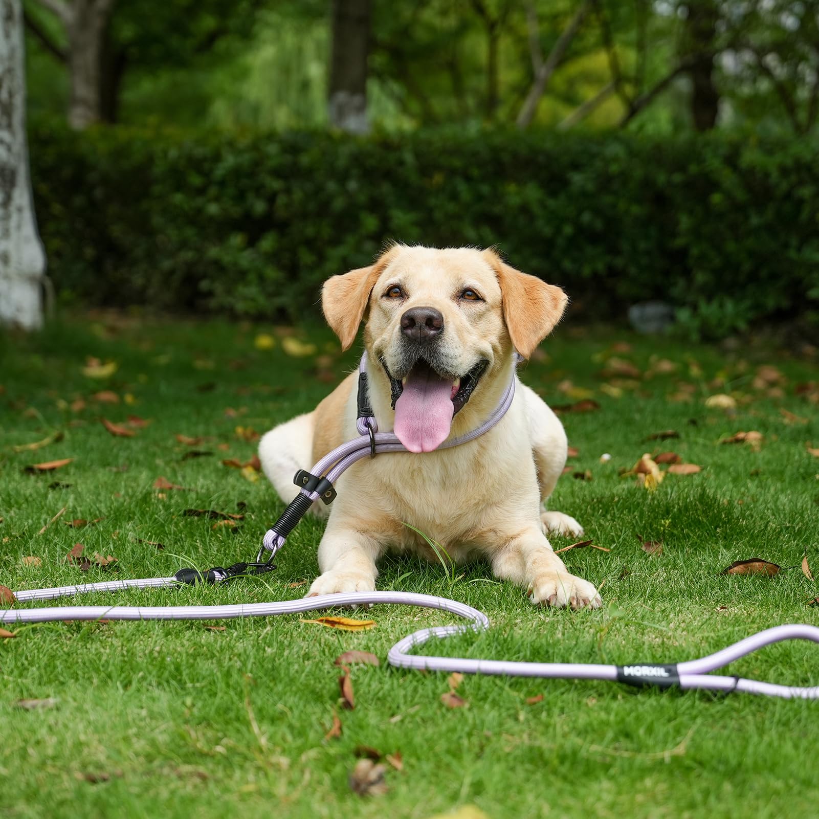 Purple 6ft MORXIL leash offers balanced freedom and control during walks.