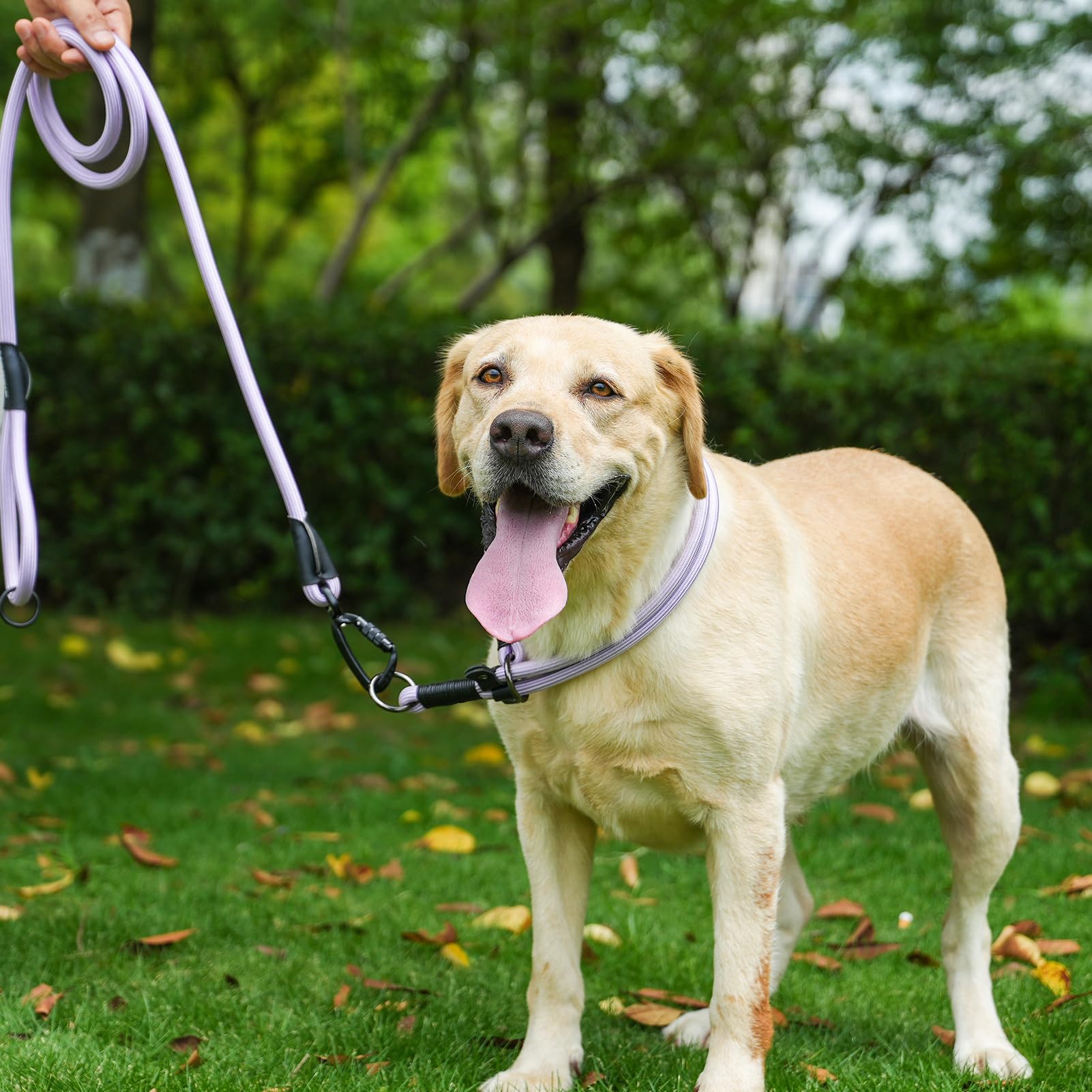 Red 4ft MORXIL leash ideal for close training and precise control.