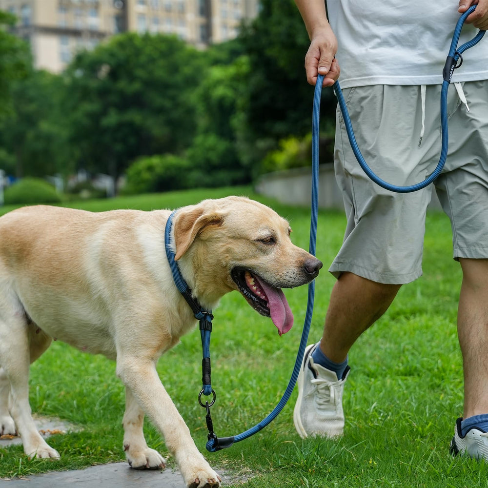 MORXIL leash available in seven colors for personal style and visibility.