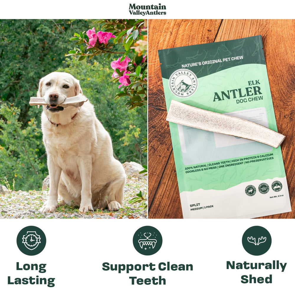 Mountain Valley Antlers dog chewing action for indoor or outdoor use.